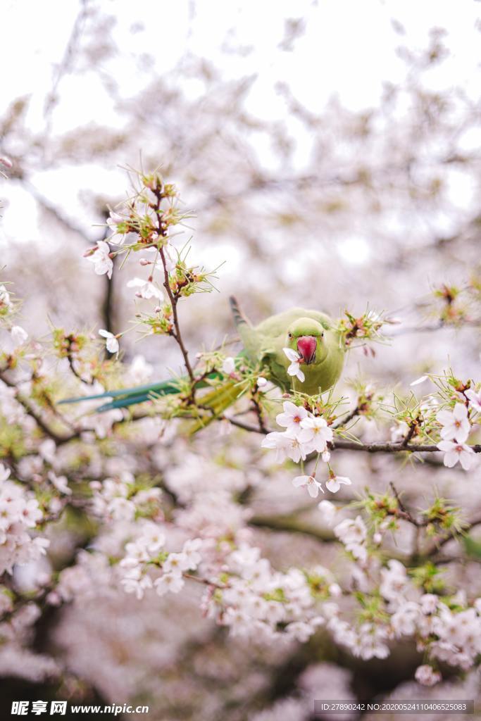花草
