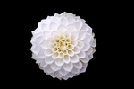 花草