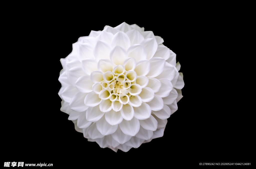 花草