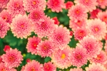 花草