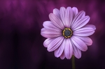 花草