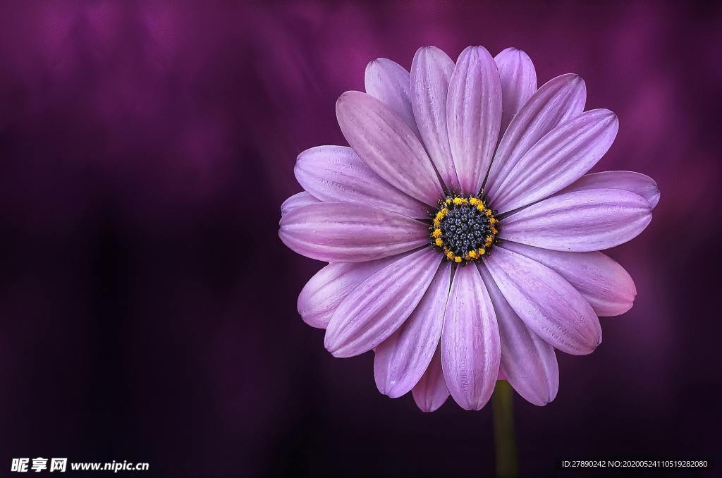 花草