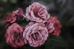 花草