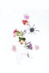 花草