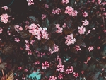 花草