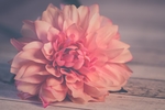 花草