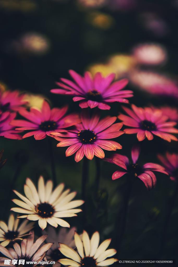 花草