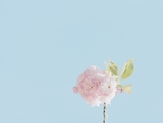 花草