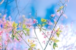 花草