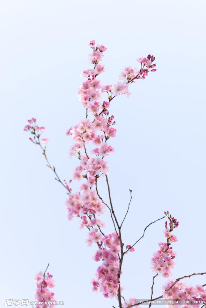 花草