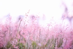 花草