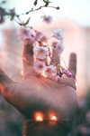 花草