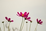 花草