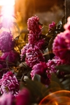 花草