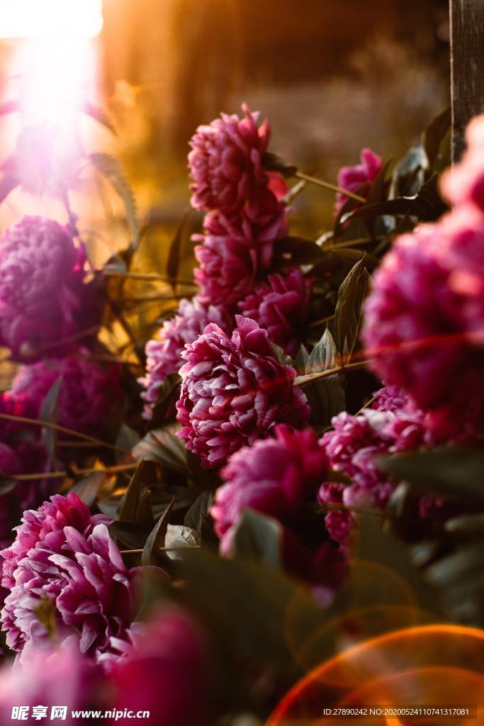 花草
