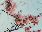 花草
