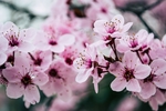 花草