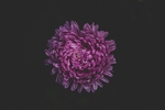 花草