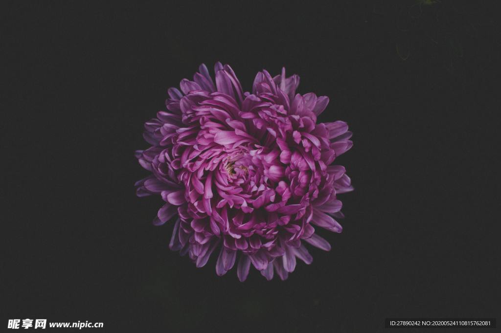 花草