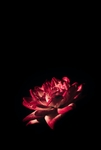 花草