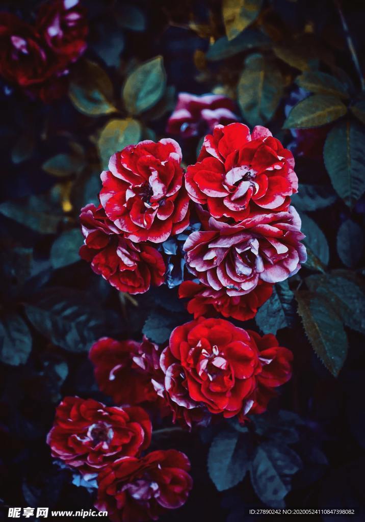 花草
