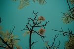 花草