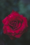 花草