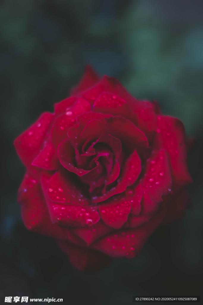花草
