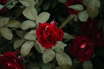 花草