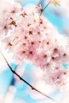 花草