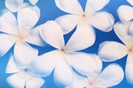 花草