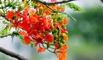 花草