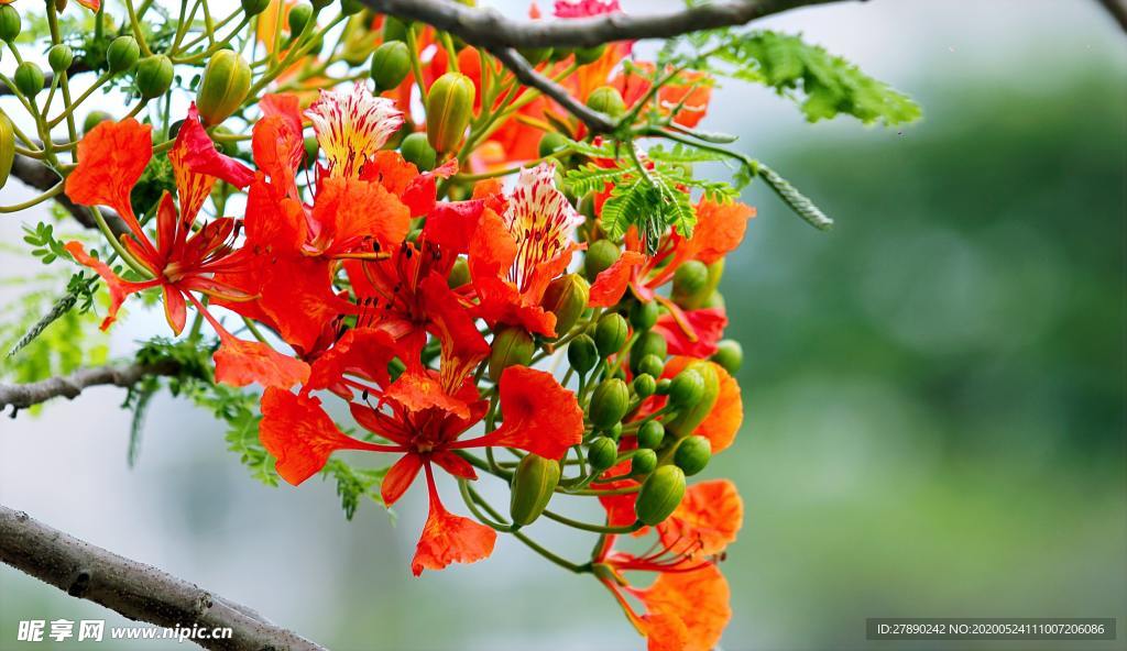 花草