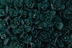 花草