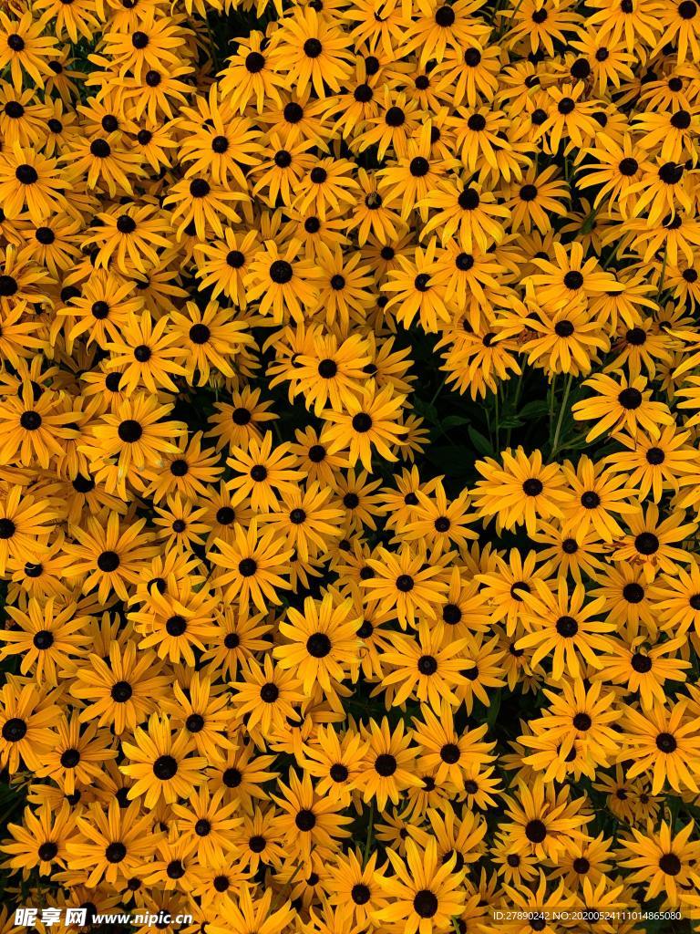 花草