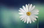 花草