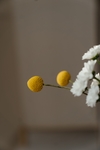 花草