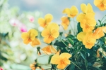 花草