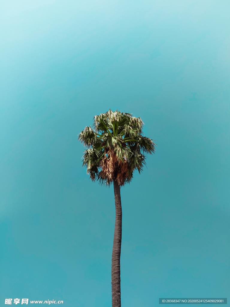 棕榈树
