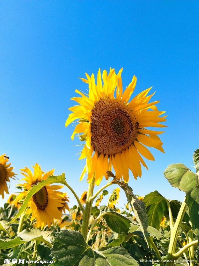 向日葵