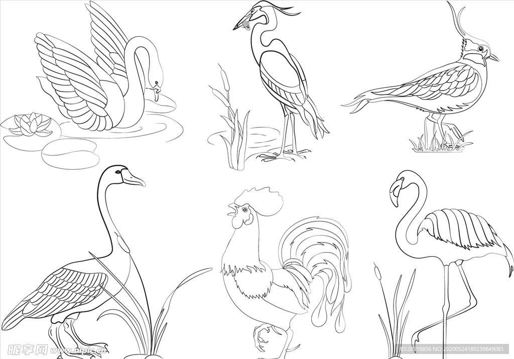 鸟类素描