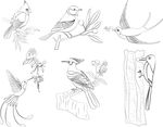 鸟类素描
