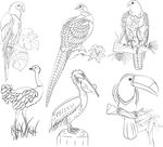 鸟类素描