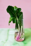 甜菜
