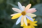 雏菊