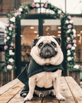 宠物犬