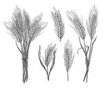 小麦手绘线描线条素材