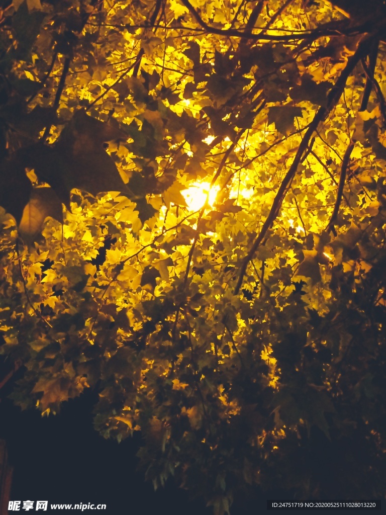 树叶 路灯