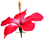 木槿花
