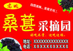 桑葚采摘园